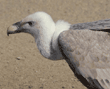 Eurasian Griffon vulture