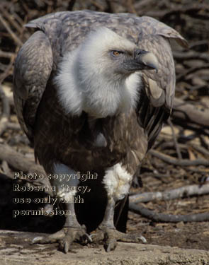 Eurasian Griffon vulture