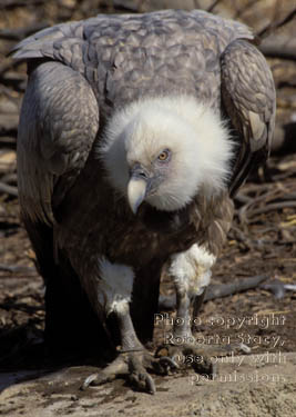 Eurasian Griffon vulture