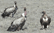 Ruppell's griffon vultures (on left) and white-backed vulture (on right)