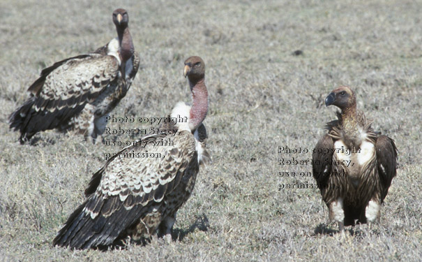 Ruppell's griffon vultures (on left) and white-backed vulture (on right)