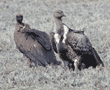 Ruppell's griffon vulture (on right) and white-backed vulture (on left)