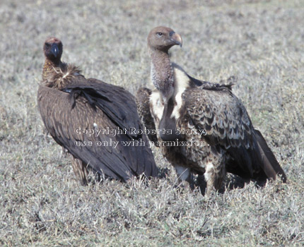 Ruppell's griffon vulture (on right) and white-backed vulture (on left)