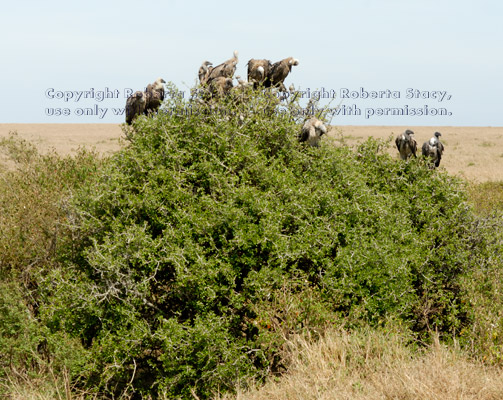 Ruppell's griffon vultures