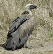 Ruppell's griffon vulture