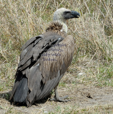 Ruppell's griffon vulture