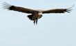 Ruppell's griffon vulture flying