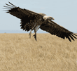 Ruppell's griffon vulture preparing to land