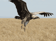 Ruppell's griffon vulture landing