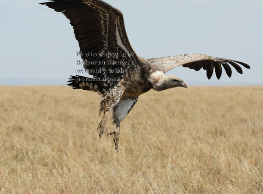 Ruppell's griffon vulture landing