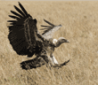 Ruppell's griffon vulture landing