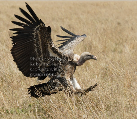 Ruppell's griffon vulture touching down on the ground