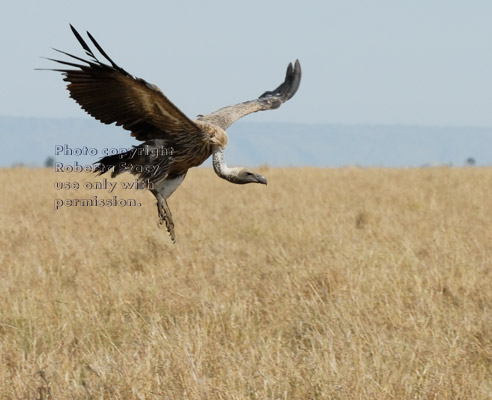 Ruppell's griffon vulture landing