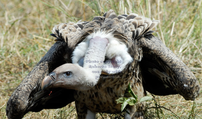 Ruppell's griffon vulture at wildebeest carcass