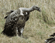 Ruppell's griffon vulture approaching wildebeest carcass