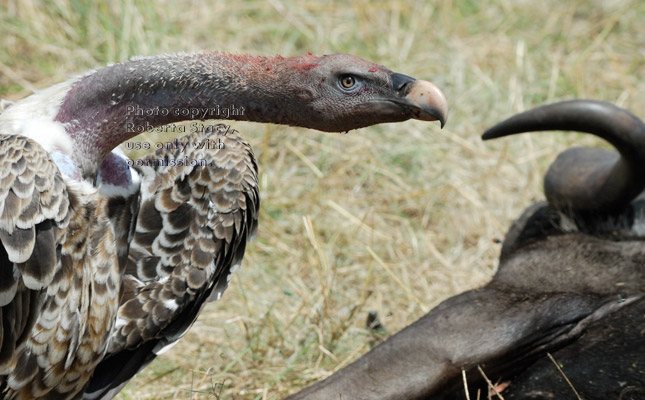 Ruppell's griffon vulture at wildebeest carcass