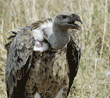 Ruppell's griffon vulture