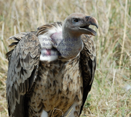 Ruppell's griffon vulture