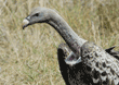Ruppell's griffon vulture