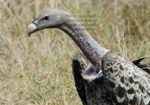 Ruppell's griffon vulture