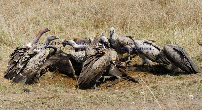 Ruppell's griffon vultures surrounding wildebeest carcass