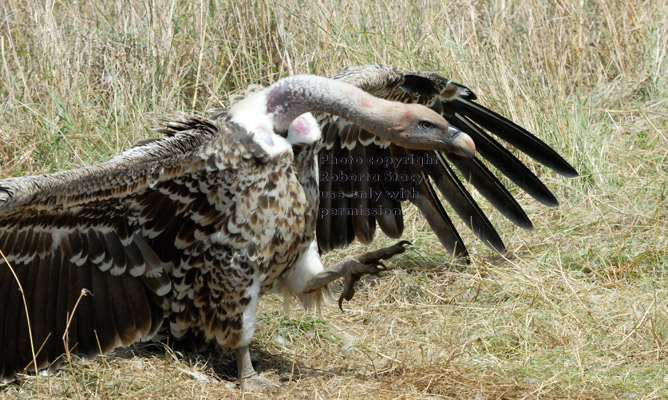 Ruppell's griffon vulture walking toward wildebeest carcass