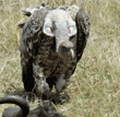 Ruppell's griffon vulture at wildebeest carcass