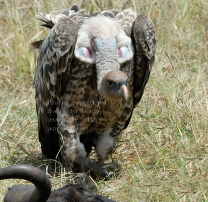 Ruppell's griffon vulture at wildebeest carcass