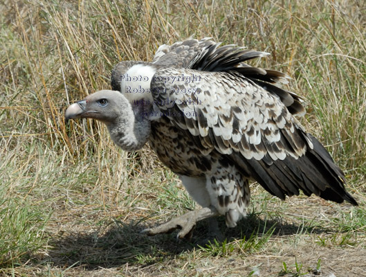 Ruppell's griffon vulture walking toward wildebeest carcass