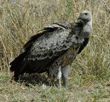 Ruppell's griffon vulture