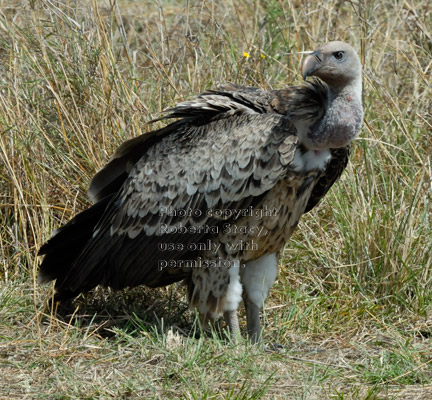 Ruppell's griffon vulture