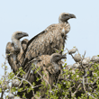 Ruppell's griffon vultures on treetop