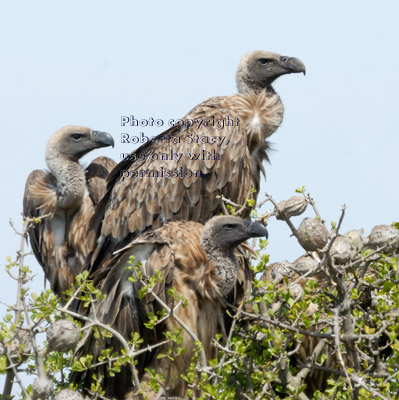 Ruppell's griffon vultures on treetop