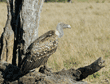 Ruppell's griffon vulture on tree