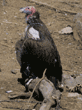 lappet-faced vulture