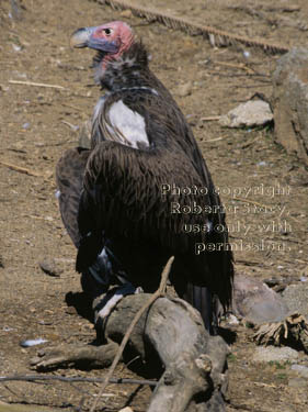 lappet-faced vulture