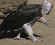 lappet-faced vulture walking