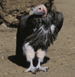 lappet-faced vulture