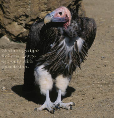 lappet-faced vulture