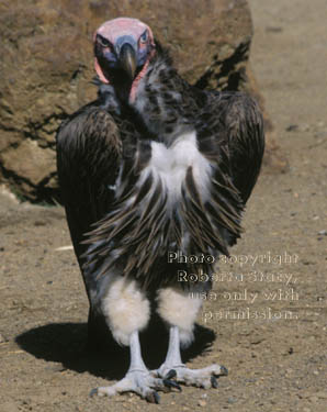 lappet-faced vulture