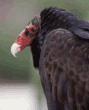 turkey vulture, close-up