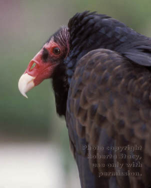 turkey vulture