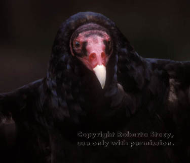 turkey vulture