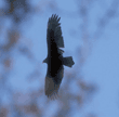 turkey vulture