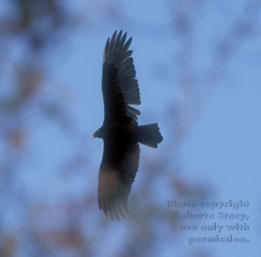 turkey vulture