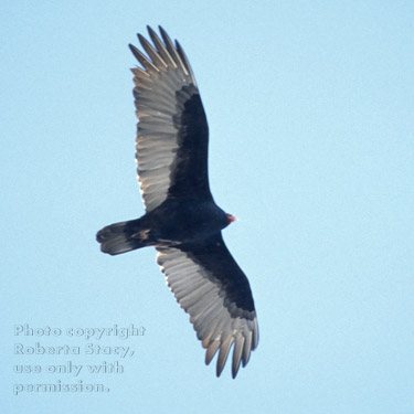 turkey vulture