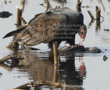 turkey vulture eating dead duck in flooded corn field