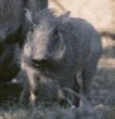 warthog (wart hog) baby