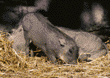 warthog baby with mother