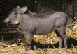 warthog (wart hog) baby